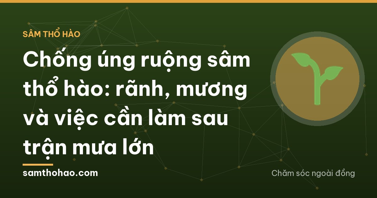 Muddy water draining through a freshly cleared ditch between rows of sâm thổ hào after heavy rain in rural Vietnam, a farmer in a raincoat seen from behind holding a shovel