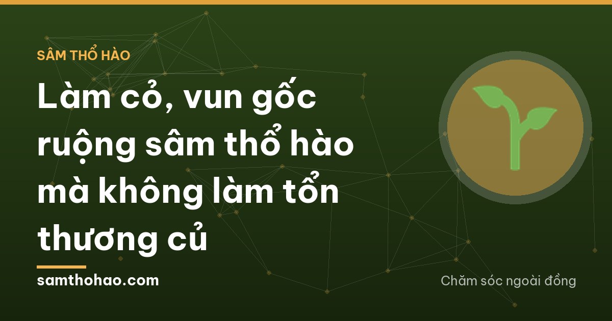 Two farmers in conical hats crouching between beds of sâm thổ hào on a sandy field in Vietnam, pulling weeds by hand into a bamboo basket, seen from behind, hazy morning