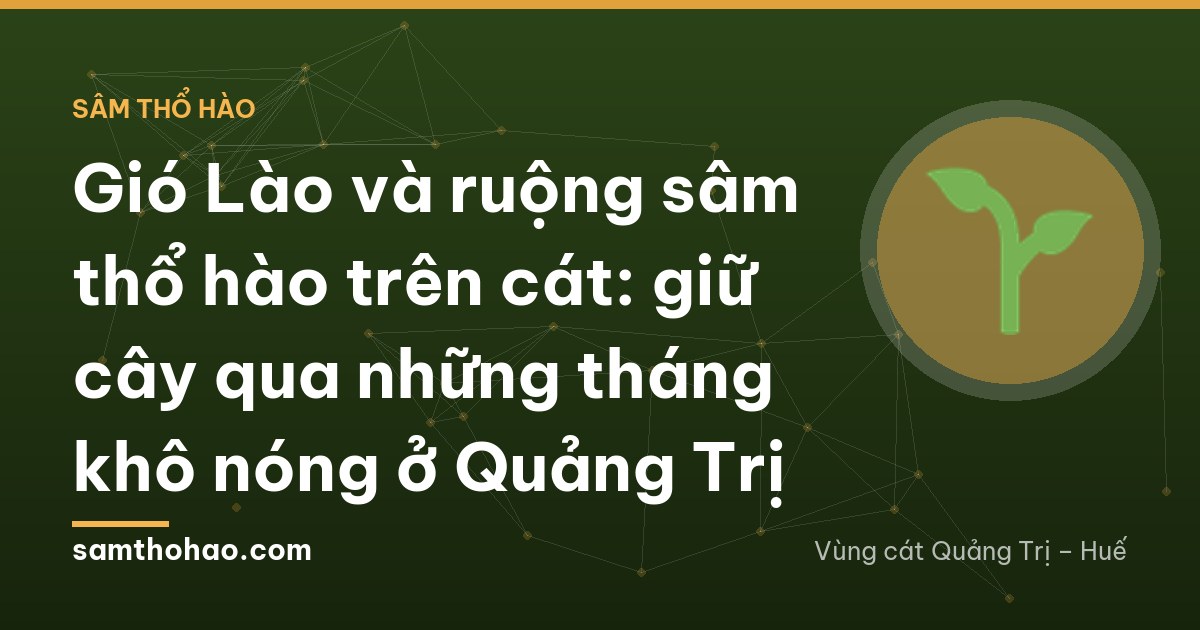 Midday heat over a sandy field in Quang Tri, rows of wilting arrow-shaped leaves under thin shade netting on bamboo poles, a farmer carrying watering cans at dusk