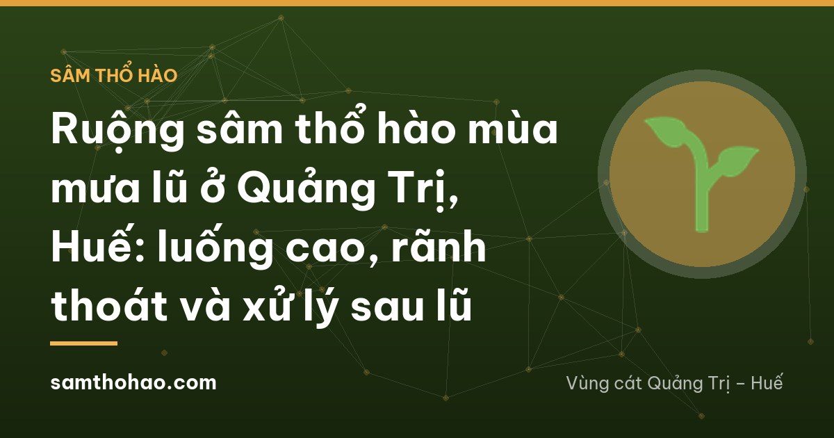 Ruộng sâm thổ hào mùa mưa lũ ở Quảng Trị, Huế: luống cao, rãnh thoát và xử lý sau lũ
