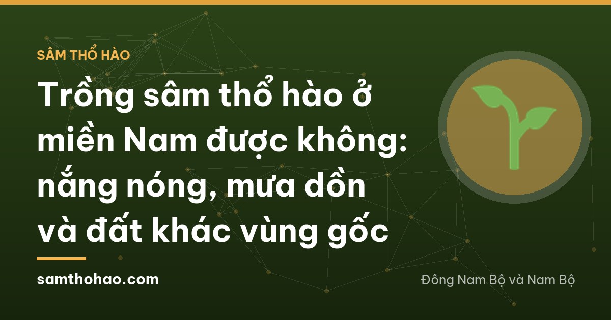 A farmer in a conical hat seen from behind kneeling beside a short trial bed of arrow-shaped leaves on grey sandy soil in Tay Ninh, cashew trees behind, harsh midday sun